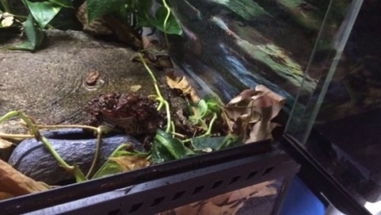 bufobufobufo: toadschooled:    The only thing these dry little toads are getting is a one-way trip to moisture town   The boys are back in Moisture Town   Don’t forget to water your toads