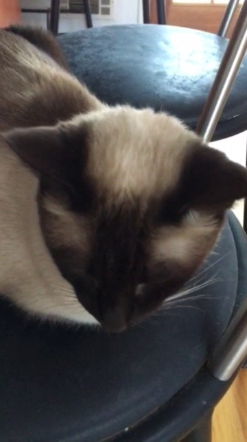7-fluffers:  Button was feeling very chatty today