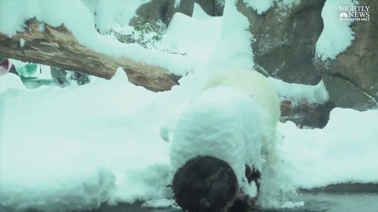 natural–blues:  i-hate-vegans:  nbcnightlynews:   WATCH: The Oregon Zoo in Portland was closed to the public today due to heavy snow – but the zoo’s residents had a blast.    Oh my GODD THE POLAR BEAR GOT SOME SNOW HE MUST FEEL SO REFRESHED