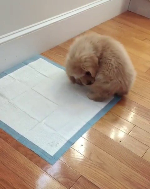 kindacountry-kindacrazy:  @kennedy-dixon  &ldquo;Floofer discovers tail&rdquo;
