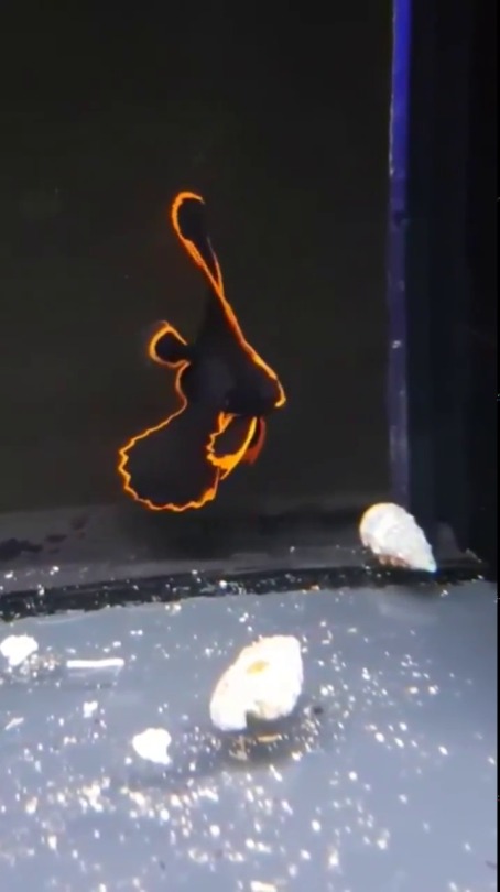 wheremyscalesslither:  dimetrodone:  weloveshortvideos: Firebird fish looks cool