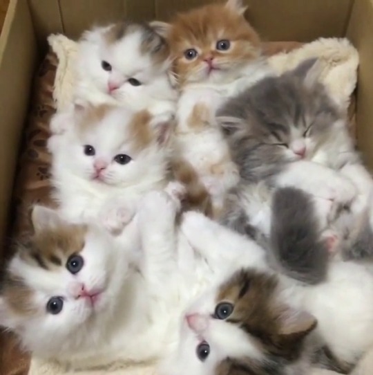 sashayed:  i can’t stop thinking about this video of kittens. i’m on deadline and i can’t focus on literally anything else. imagine putting ur face right in there. right in the middle between the restless orange fluff and the lazy cream fluffs and