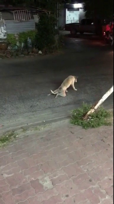 jaidefinichonv2:  Y NADIE AL AYUDA AL PROBRE PERRO WN… DIFUNDAN