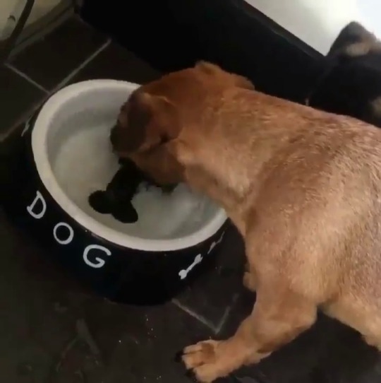 babyanimalgifs: I’ve been laughing at this for 26 minutes straight more baby animals here 