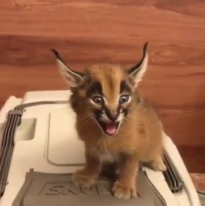 errantpixxi:  bigcatawareness:   panthxra:   ajax-daughter-of-telamon:  smarsupial: WHAT IN FUCK IS THIS DEMON CAT AND WHY IS IT AND WHO ALSO It’s a baby caracal! They are wild cats from Africa and southern Asia! I don’t know why it’s indoors; I’m