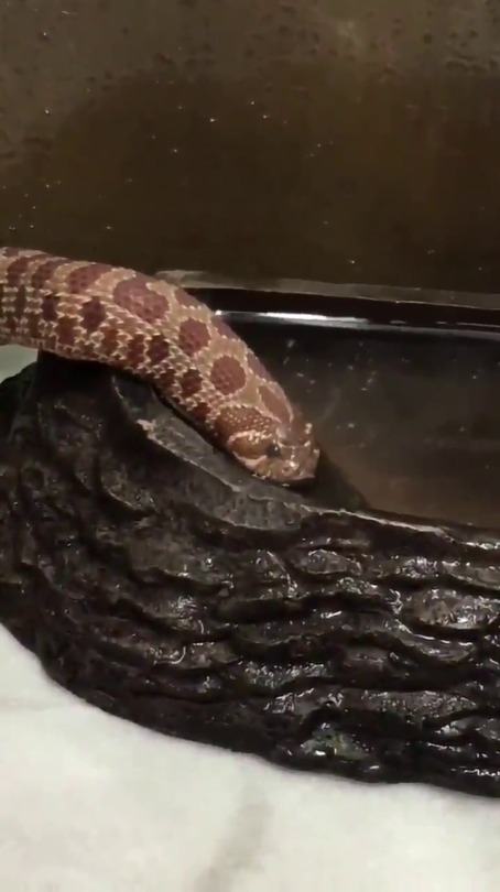 william-snekspeare: dutchster:  babyanimalgifs: IT’S SO CUTE chubby noodle does a water monch  Slorp 