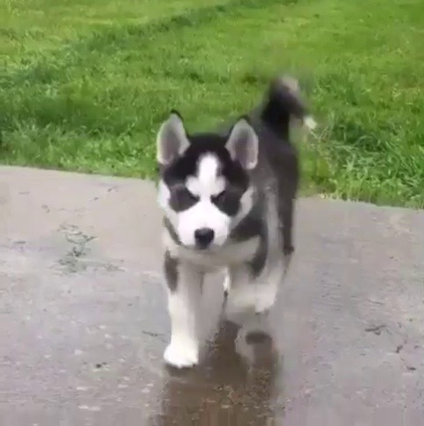 babyanimalgifs:Husky pup coming at ya Eeee pupper~ &lt;3