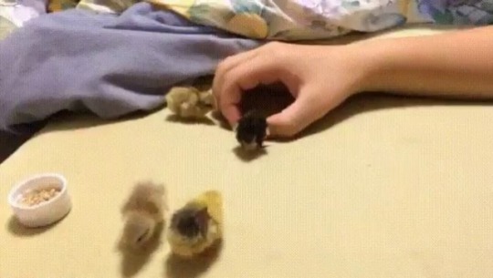 babyanimalgifs: making a hand house for tiny porn pictures