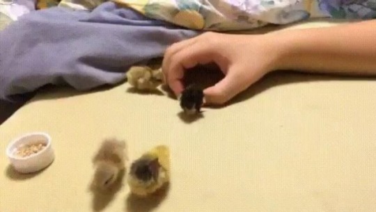 Porn babyanimalgifs:making a hand house for tiny photos