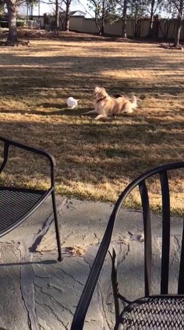 inaneenglish: mechaphil:   blue-pixiedust:  egaylitarian:  wethekeegsta:  My dog and my bunny were playing in the back yard and I thought other people might enjoy watching as much as me  Please watch this video   This is one of the most magical things
