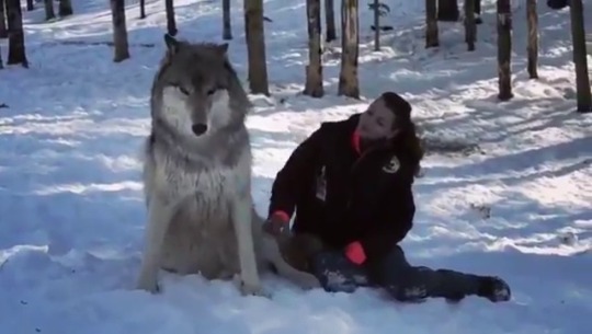 slavetomyheadcanon: Just in case you needed a reminder of how big wolves actually are… because sometimes when there’s no context for size, I tend to think of them as a lot smaller than they really are.