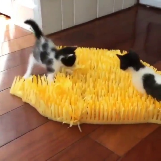 Porn photo ru-debega: babyanimalgifs: Kittens explore