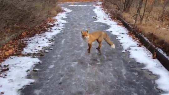 purified-zone:  lesnienka: A friendly fox in Pripyat, Chernobyl exclusion zone    friendly fox spirit leading you to death :’)