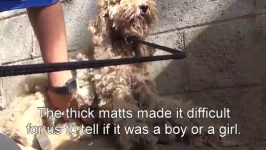 babyanimalgifs:a very scared abandoned dog was saved off of the streets and regained her happinessvideo by @hopeforpaws