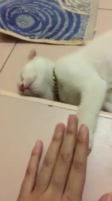 babyanimalgifs:this cat tapped her back in her sleep