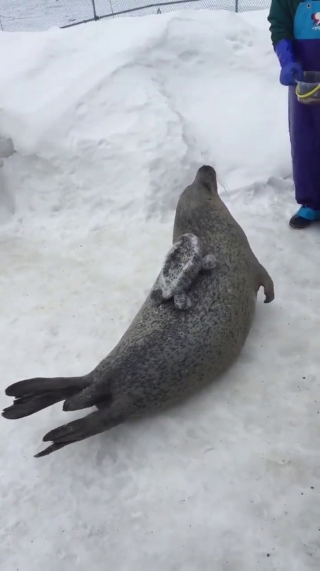 crazydiamonds:   hemingwayjaw:  babyanimalgifs: Reblog if you love sea dogs 1-800-ARE-YOU-SLAPPIN  big slappy returns 