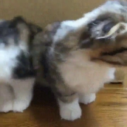babyanimalgifs:  This container has a leak the liquid is spilling out