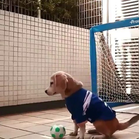 babyanimalgifs