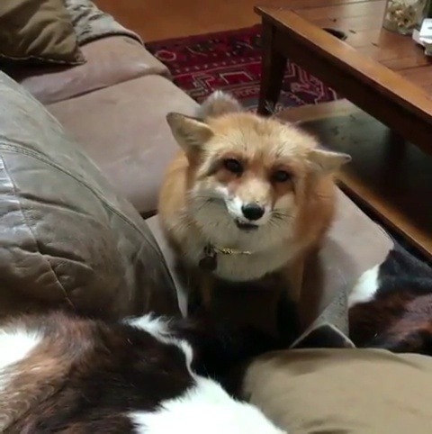 cutepetclub: ‪From @juniperfoxx: “Tip: If they see you hiding your treats, have