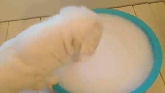 babyanimalgifs:  “I’m just gonna hide here”