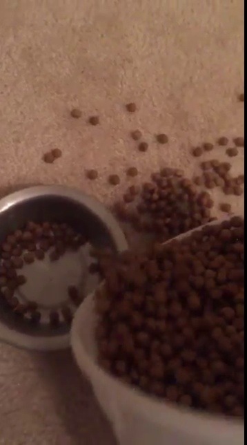 babyanimalgifs:  “darn, I spilled some dog food”