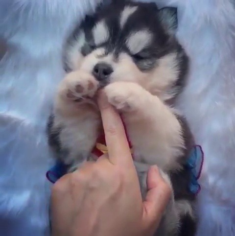 babyanimalgifs:  Baby husky