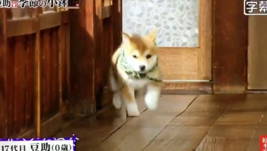 squigglydigglydoo: babyanimalgifs:  idk about you guys but I think this is the best video to ever exist posted by: @gekiomi   HIS NAME IS MAMESUKE. THAT’S LIKE CALLING A DOG “BEANBOY”  <3 <3 <3