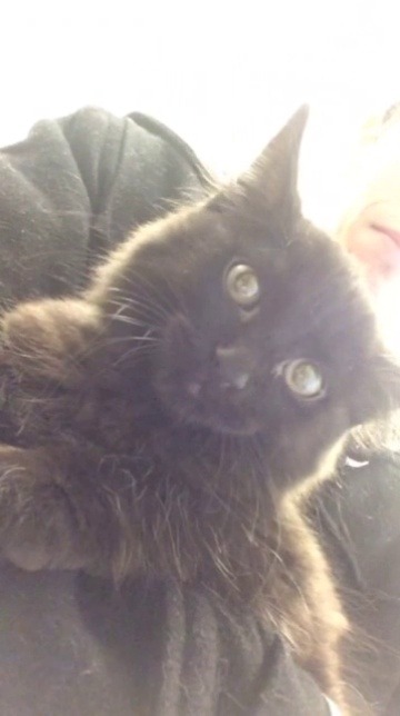 fartgallery: important kitten noises