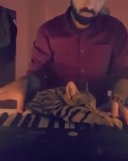 babyanimalgifs: When you become the music. via stuartrutherford on twitter 