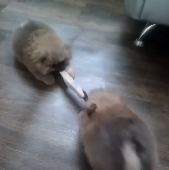 babyanimalgifs: Why are these pillows fighting over a sock? video via instagram (laki_pav)