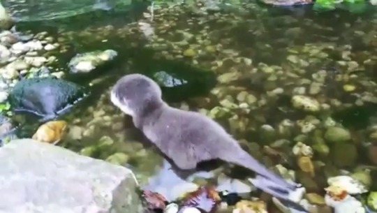 offthe-deep: rosy-semantics: Pip the otter going into the water for the first time!  Pip is so squeaky 😍  water pup! <3