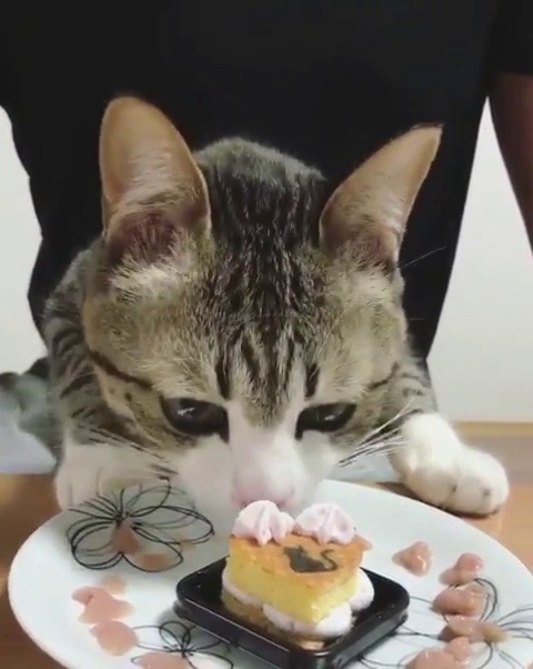 CATANIST