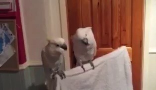 black-to-the-bones:  I’m the birb that gets embarrassed by her man 