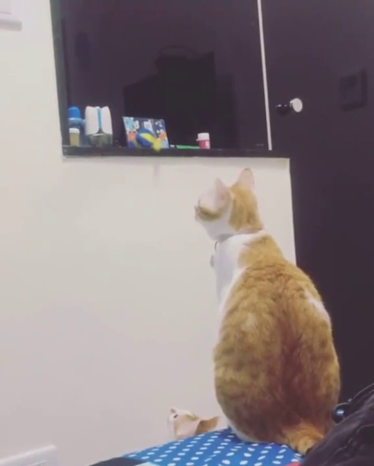 beardycarrot: how-to-be-a-sad-bitch:  kathereal:   tastefullyoffensive: “Moooom! …can you get my toy for me?” (via qoolove520)  The baby yell   She’s such a patient mom  I love watching animal problem-solving. Just seeing them step back and think