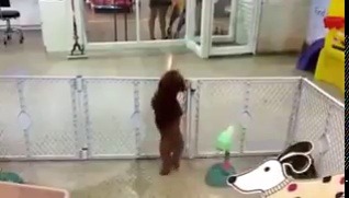 animalrates:  This puppers excitement upon realizing their human has arrived to take