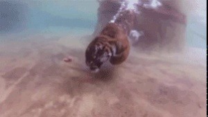 babyanimalgifs:  Rare footage of a tiger shark