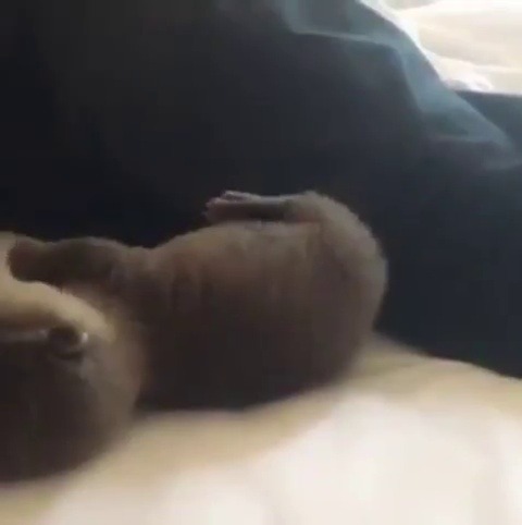 babyanimalgifs:  Look how cute this baby otter is