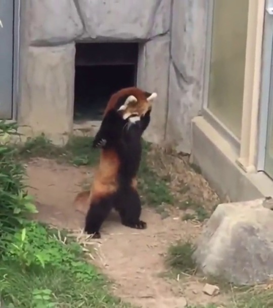 Porn photo imaginarycircus: surprised red pandas are