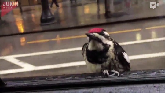 accras:A woodpecker hitched a ride on the side of this man’s car during a rainy day in Chicago. Clever birb. owo