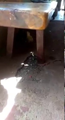 videos4whatsapp:  Fight