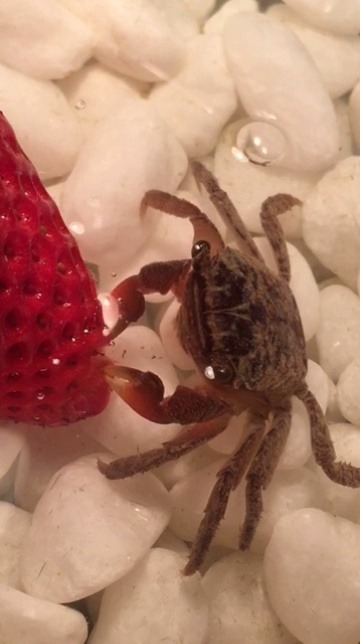 chipsprites: me: look, a crab eating a strawberry my roommate: but he’s eating such small pieces.. me: …he’s a crab 