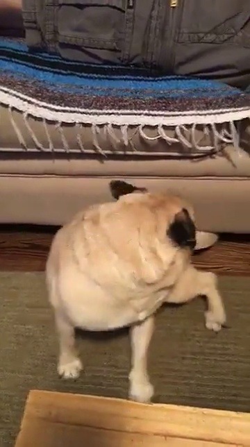 pug-chronicles:  Okay weirdo…  It can’t decide what side he wants to use for the itch/bite on its back!!   Such a quandry!!