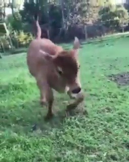 strongman-freakshow: babyanimalgifs:  Cows are big grass puppies (via @sjames_fit)