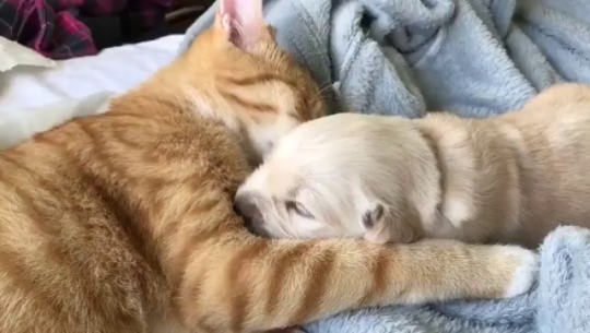 his-shining-tears:  ask-ickle-mod:  babyanimalgifs: Aw, this is cute. Honestly I can’t believe that I’m watching this right now. This isThis is the sweetest most gentle and loving and pure thing I’ve ever beheld and I feel so blessed to have seen