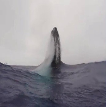 why-animals-do-the-thing: This is such incredible footage. It would be terrifying and dangerous to be that close to a breaching whale (and illegal in US waters) but talk about amazing. 