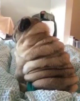 babyanimalgifs:  Look at the rolls.. porn pictures