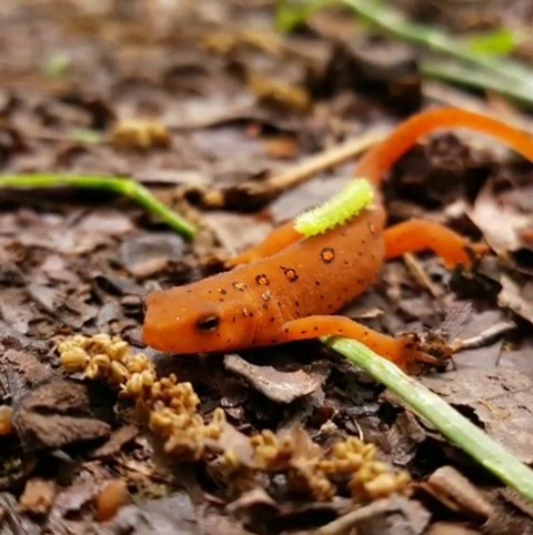 dissociating-in-dystopia: animals-riding-animals: caterpillar riding newt  I didn’t know I needed this 