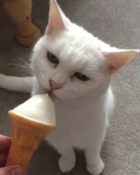 catsofinstagram:  ‪From @wiles87: “My cat bobby enjoying his ice cream” #twitterweek #catsofinstagram‬ [source: http://ift.tt/2p2YEow ]