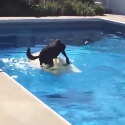 captfuzzybuns:  theanimalvines:  I’m actually amazed  Look at me. I so the surfing to get my ball.