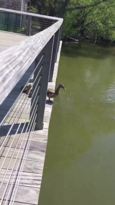 phantom-of-notre-dame-7:  Ducklings: MOMOMOMOMOMOMOMMMMM Mama: It’s okay. Just… Jump 